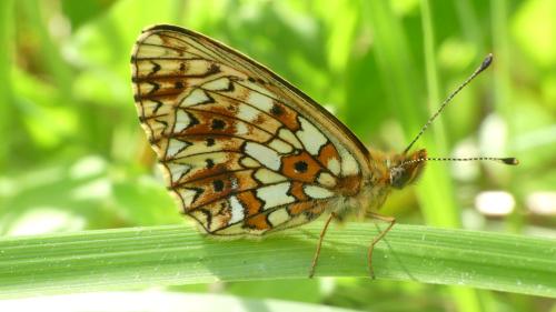 Boloria selene